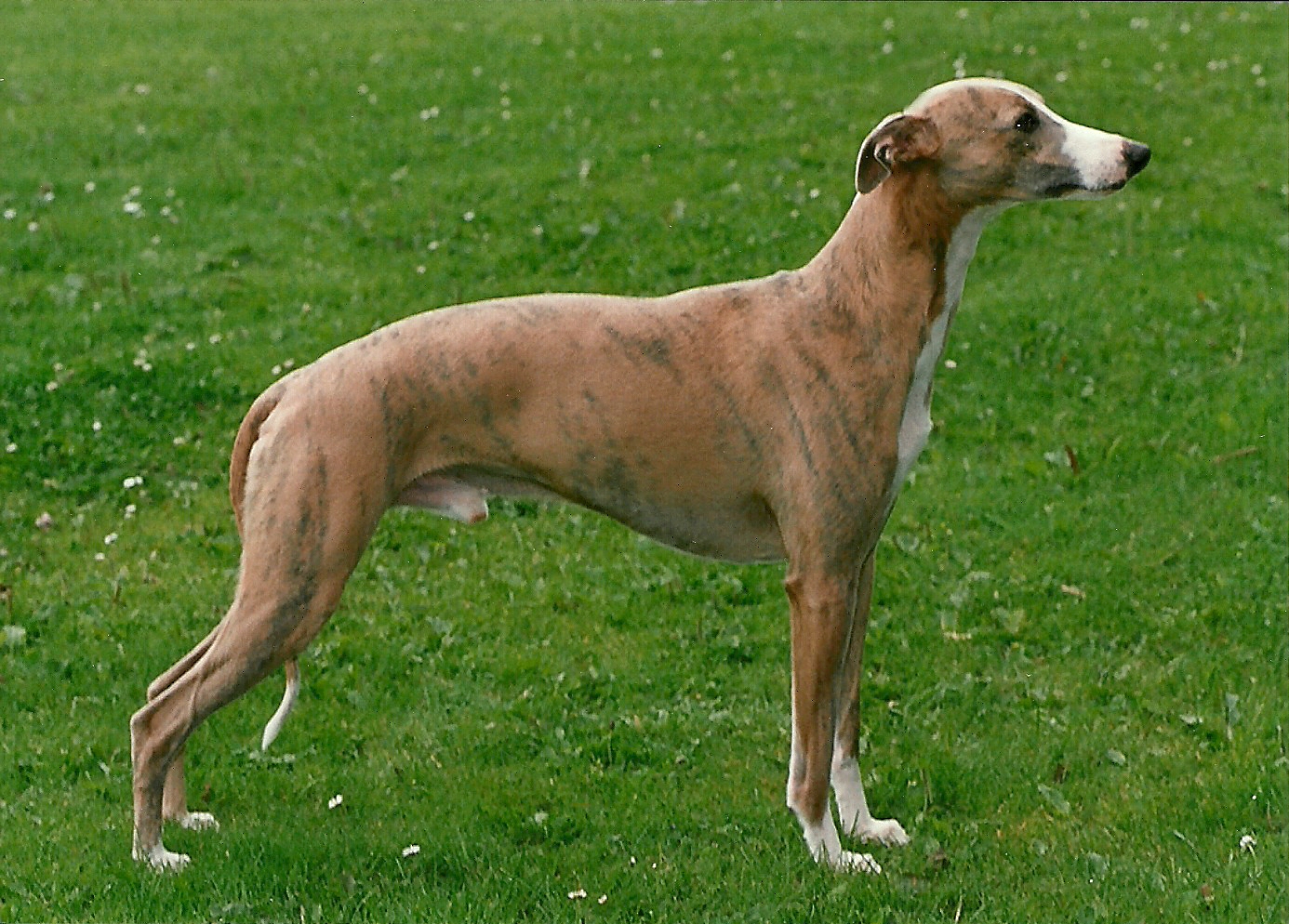 Whippet store stud dogs